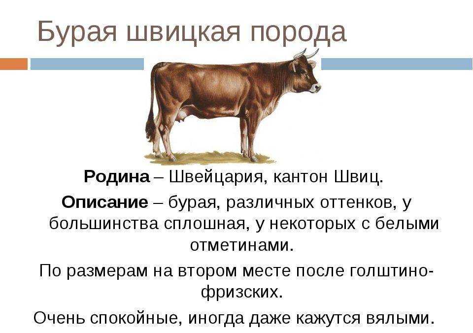 Швицкая порода коров и быков: описание, фото, плюсы и минусы