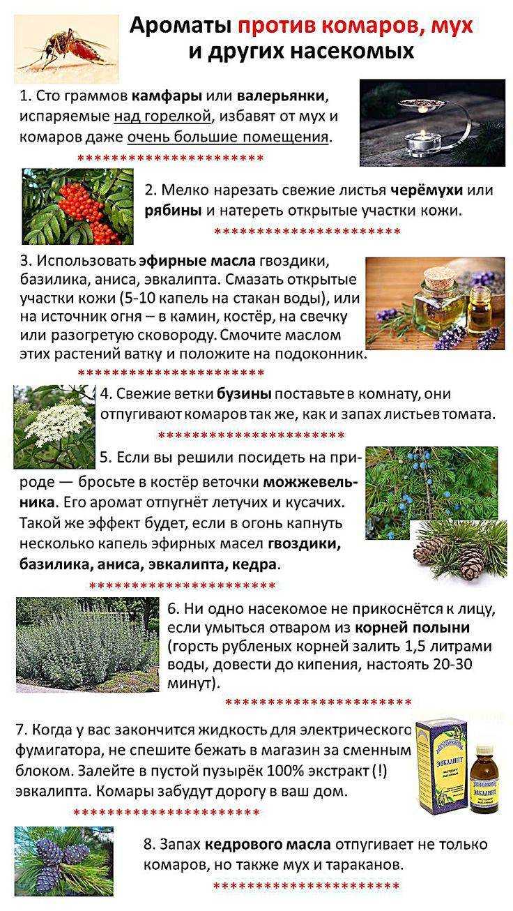 6 способов избавиться от ос на даче.