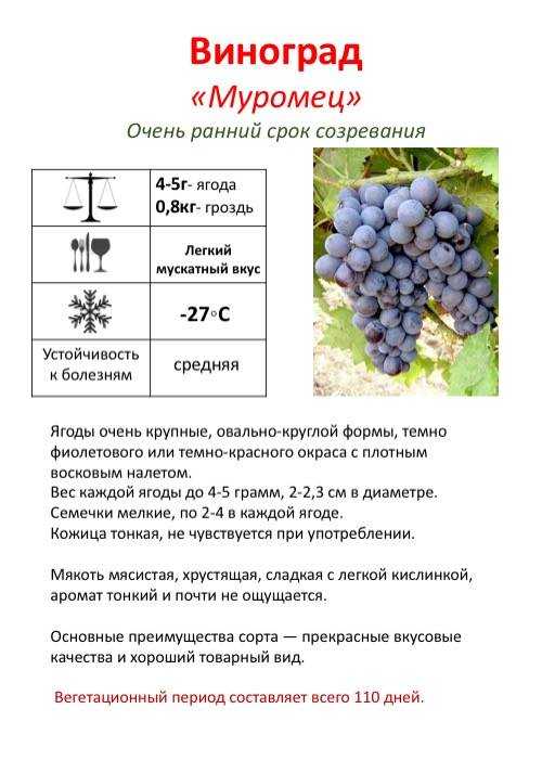 Виноград илья: описание сорта и фото, селекция и посадка, борьба с вредителями | сортовед