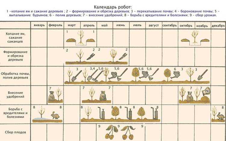 Лилия пирамидальная: описание, посадка и уход + фото