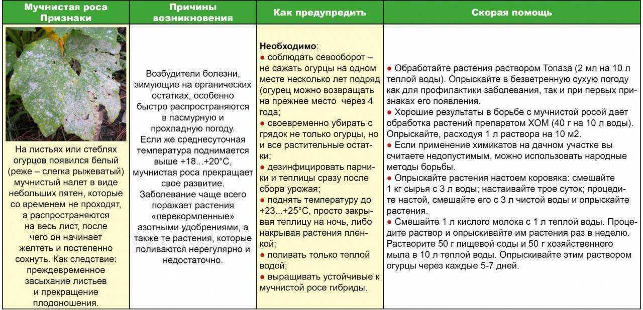Как бороться с мучнистой росой на комнатных растениях | клуб цветоводов