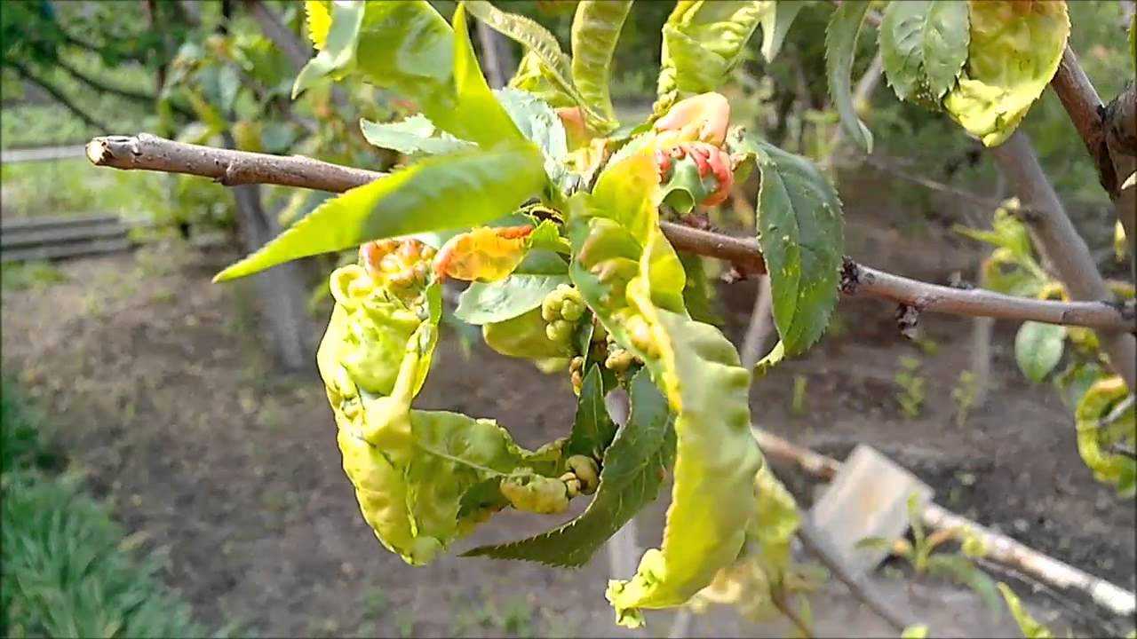 Курчавость листьев персика: меры борьбы, способы профилактики и лечения