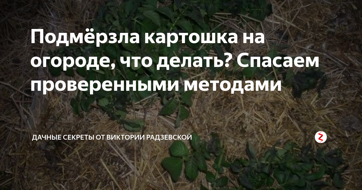 ᐉ спасение картофеля после заморозков: лечение ботвы и всходов - roza-zanoza.ru