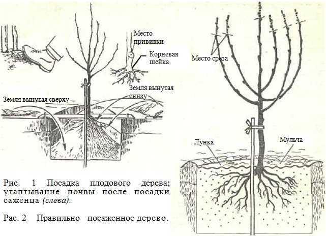 Когда пересадить вишню на другое место