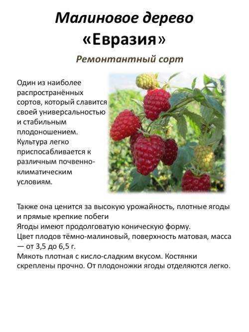 Описание сорта малины таруса с советами по выращиванию и правильным уходом
