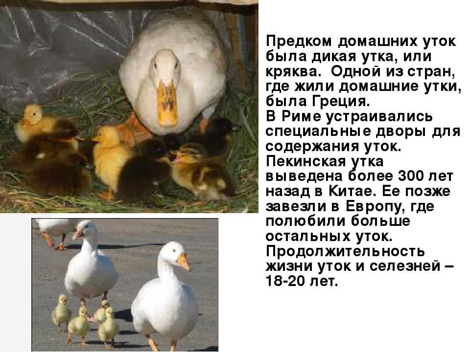 Кряква птица. описание, особенности, виды, образ жизни и среда обитания кряквы | живность.ру