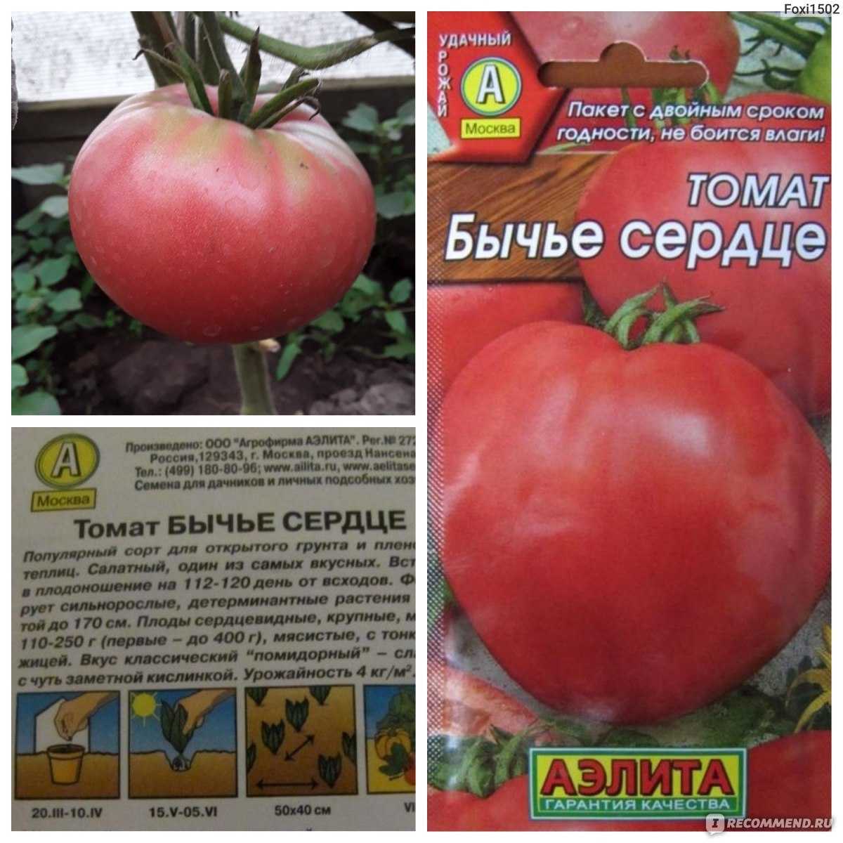 Томат розовое сердце: описание сорта и советы по выращиванию русский фермер