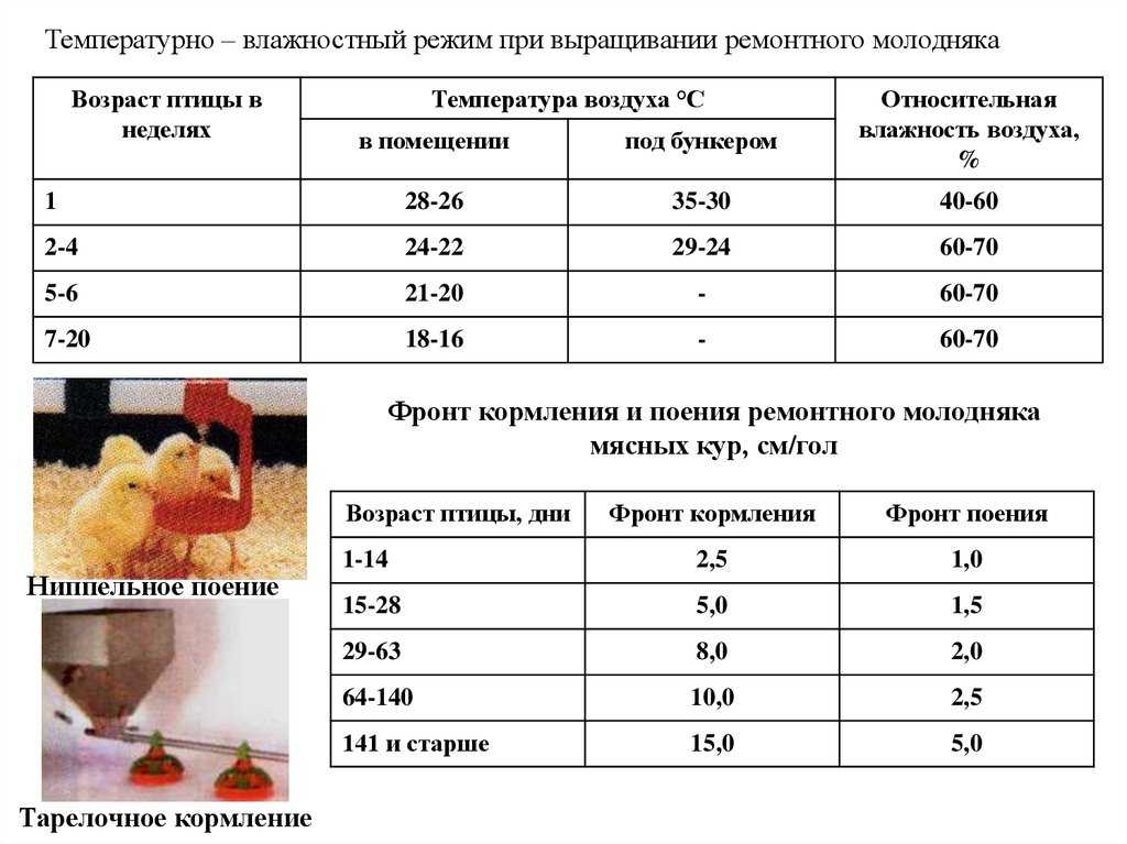 Можно ли держать вместе кур-несушек и бройлеров: советы, фото и видео
