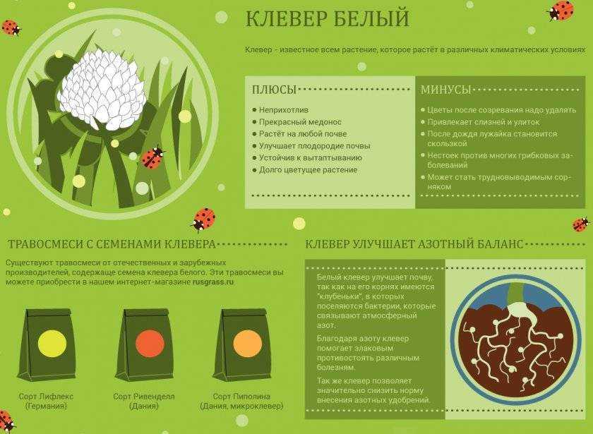 Клеверный газон: выбор сорта, когда сеять, как ухаживать. стоит ли сажать газон из клевера, его плюсы и минусы. фото.