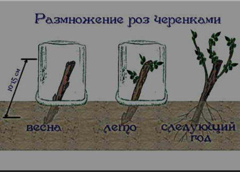 Размножение розы черенками на supersadovnik.ru