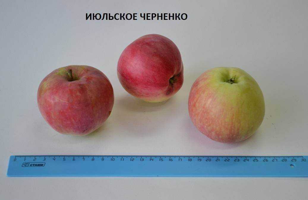 Яблоня июльское черненко: описание, фото, отзывы