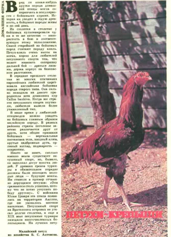 Бойцовые петухи, какие бывают разновидности, их особенности
