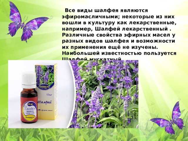 Польза и вред шалфея для организма мужчин, женщин и детей