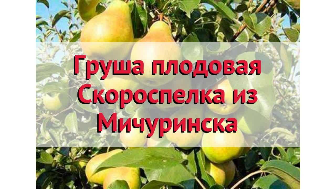 Груша скороспелка из мичуринска: описание сорта, характеристики, опылители и фото плодов selo.guru — интернет портал о сельском хозяйстве