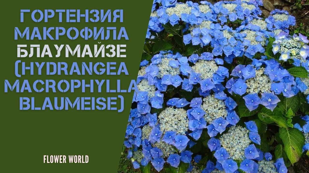 Гортензия пильчатая блюберд: посадка и уход