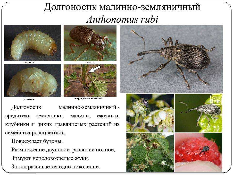 Долгоносик на клубнике – как бороться во время цветения и плодоношения