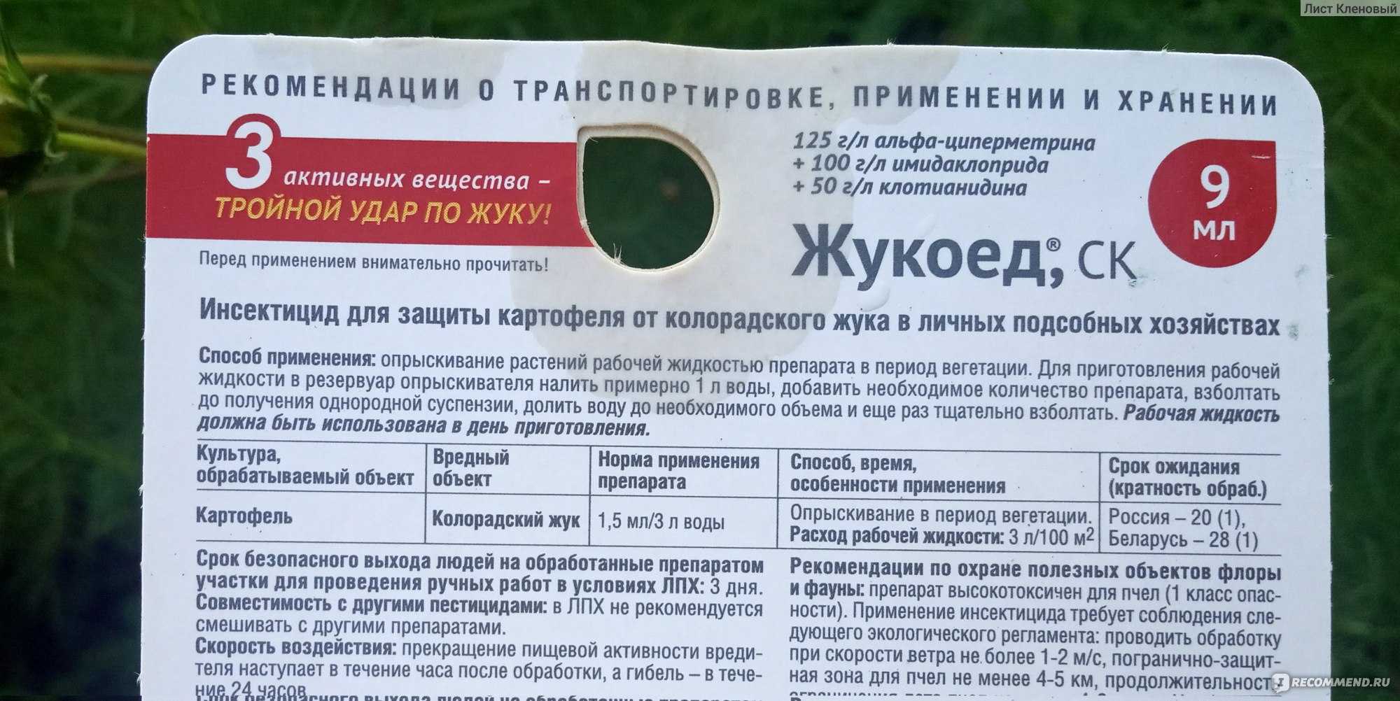 Жук колорадский