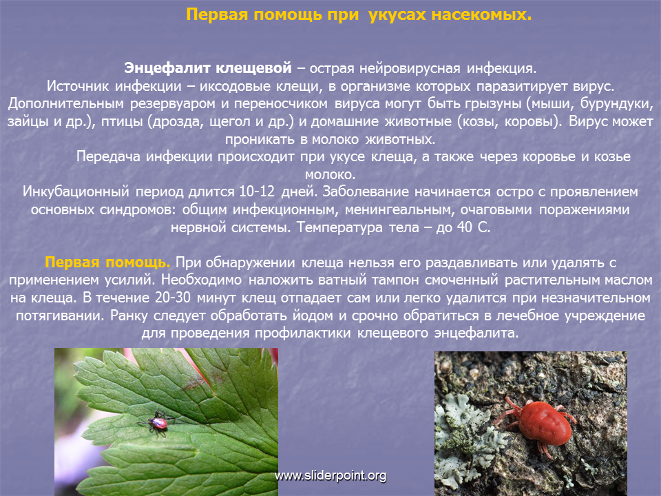 Что делать если укусила пчела