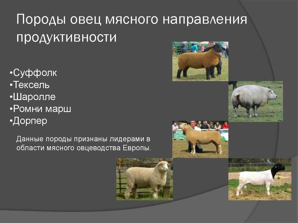 Овцы популярные домашние питомцы, описание и фото баранов и ягнят