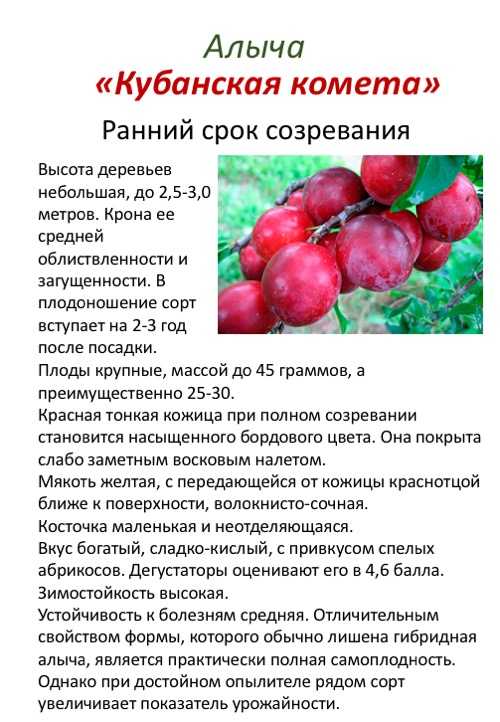 О алыче Кубанская комета: описание и характеристика, посадка и уход