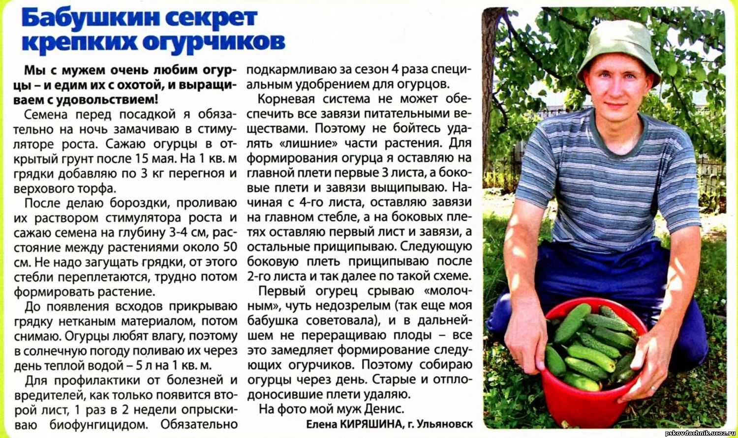 Когда сажать кабачки в открытый грунт семенами и как правильно