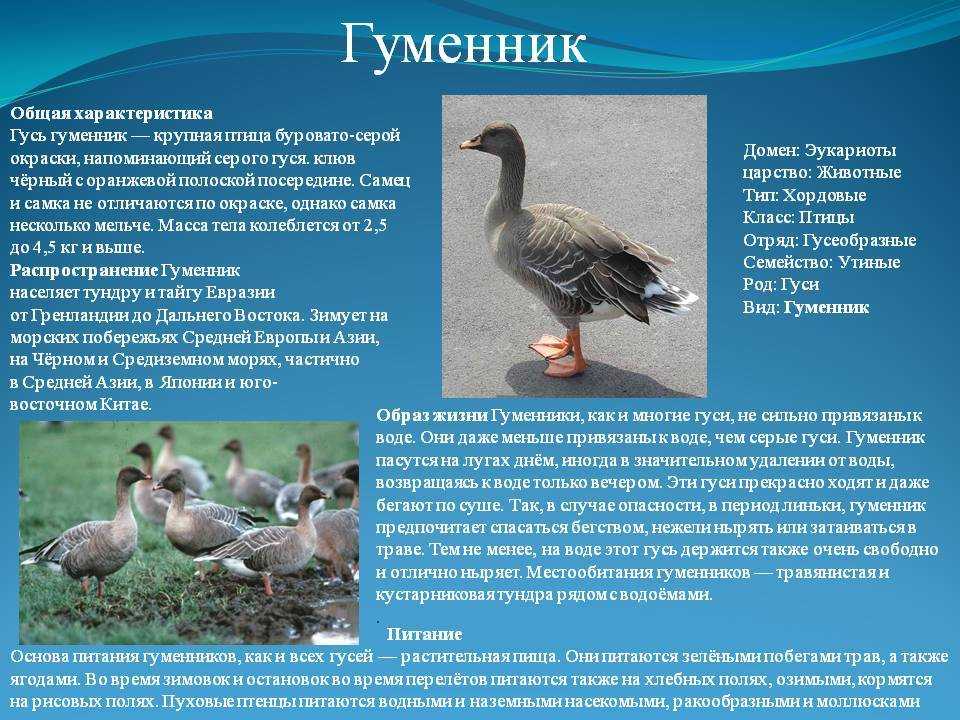 Серый гусь, описание и характеристика породы крупных серых гусей (фото и видео)