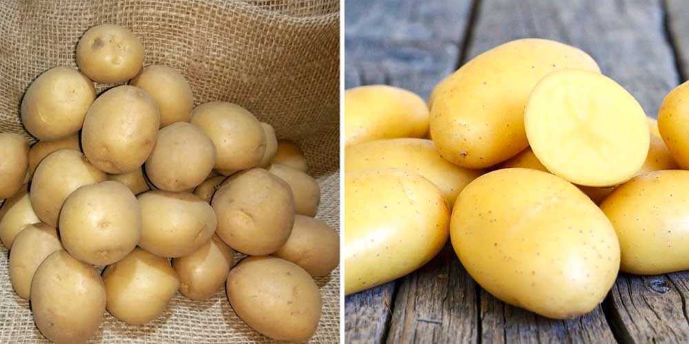 Картофель лили: описание сорта, фото и отзывы, характеристика, вкусовые качества