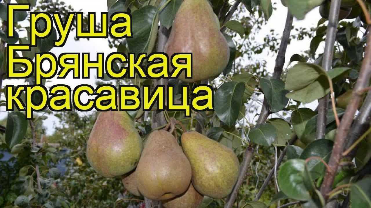 Груша брянская красавица: характеристика сорта, достоинства и недостатки