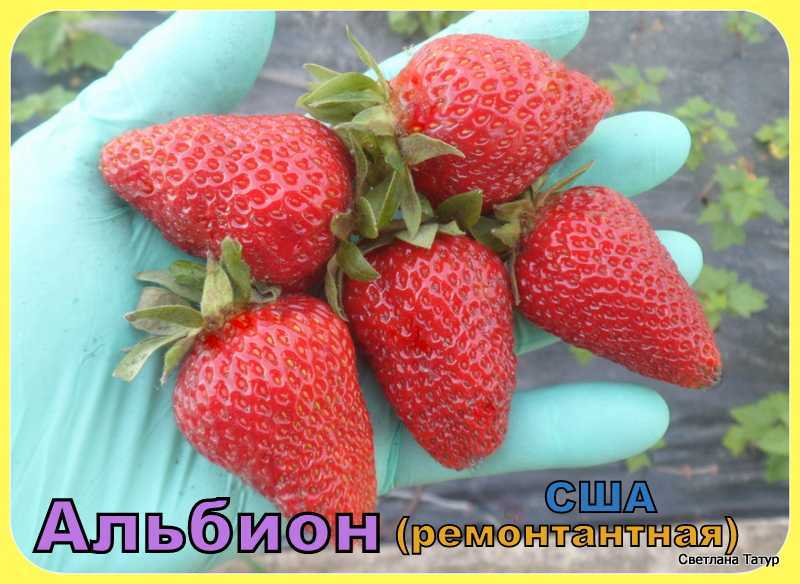 Клубника альбион: описание сорта, фото и отзывы садоводов