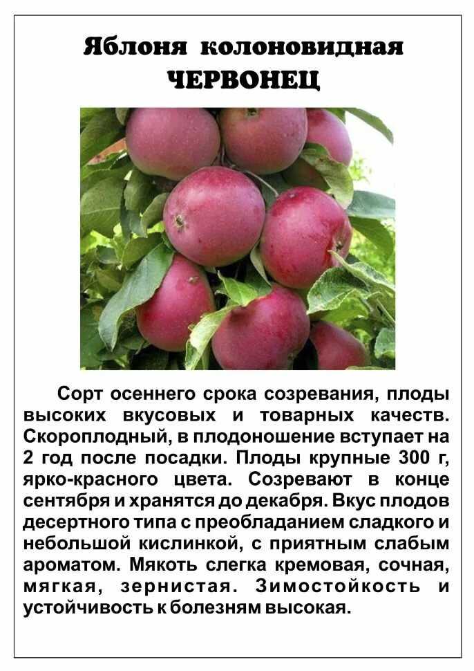 Колоновидная яблоня московское ожерелье: описание сорта, фото, отзывы