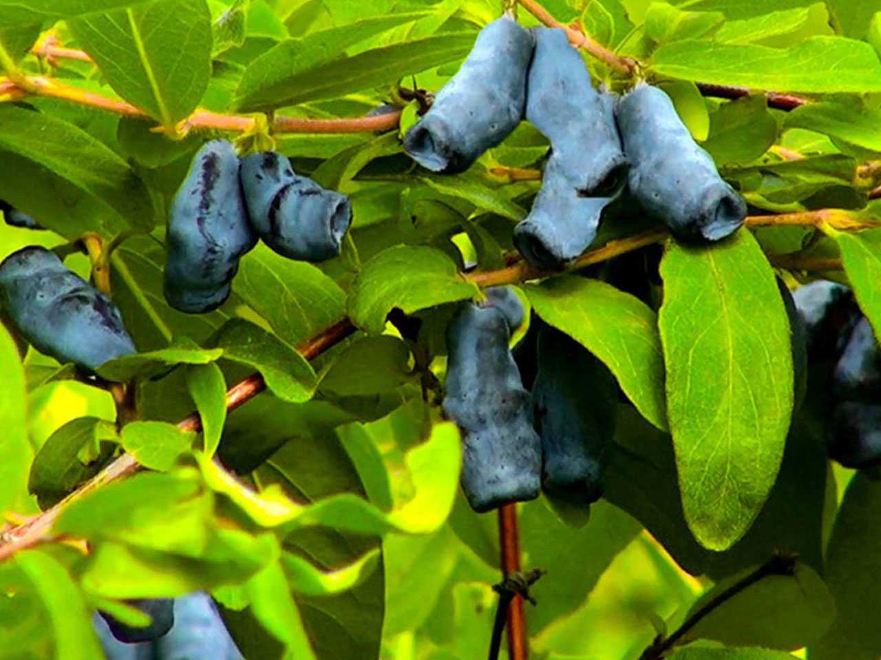 Жимолость Амфора: описание и характеристики сорта, посадка и уход
