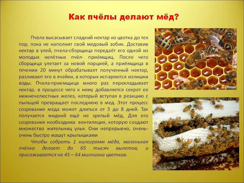 Осиный мед – делают ли осы мед