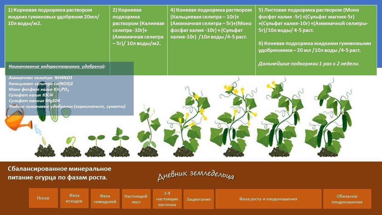 Описание сорта винограда байконур