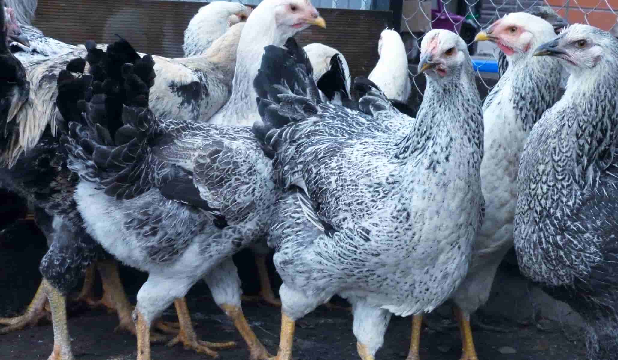 Мелодичные куры юрловской голосистой породы