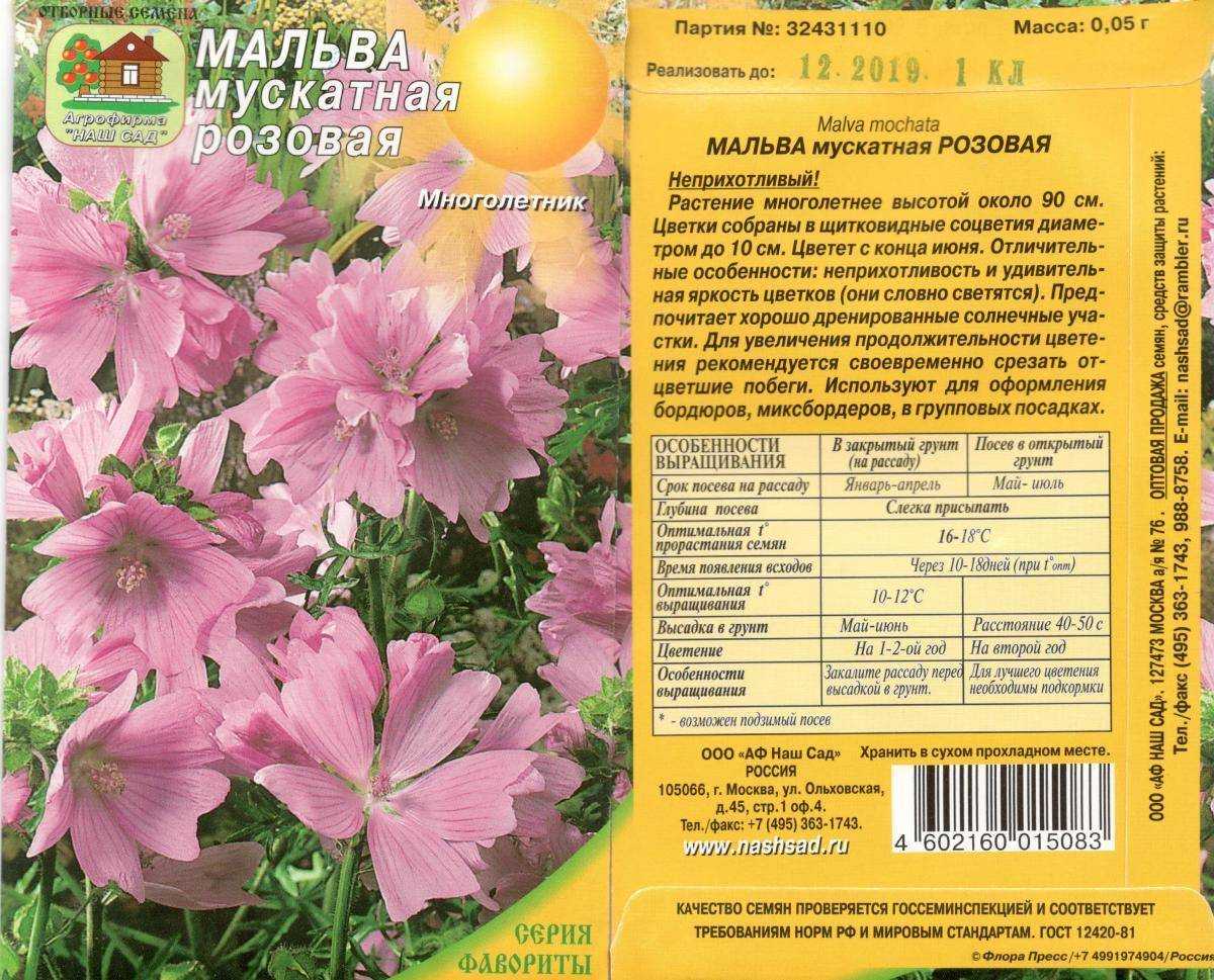 Мальва — однолетняя королева . уход, выращивание, размножение. болезни и вредители. фото — ботаничка