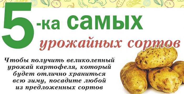 Лучшие сорта картофеля [народный рейтинг 2020]