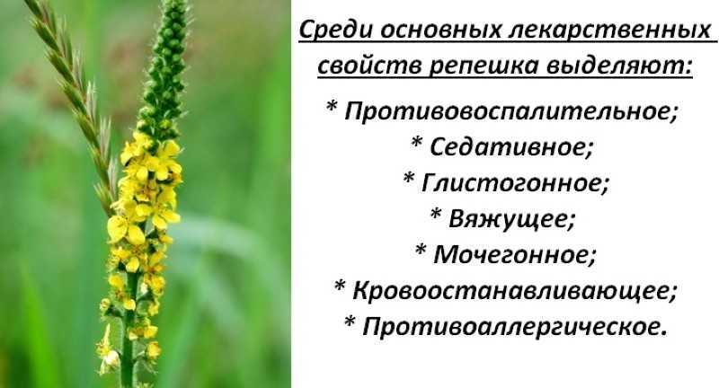 Репешок - польза, вред и применение травы при недугах