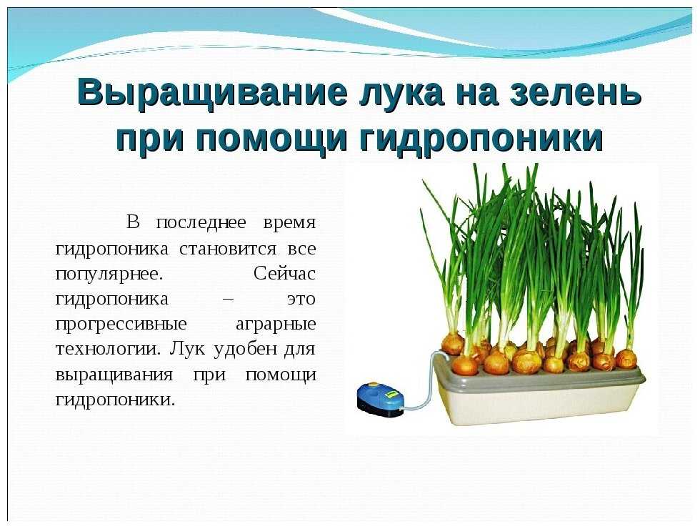 Как вырастить лук дома – 2 пошаговые инструкции с фото