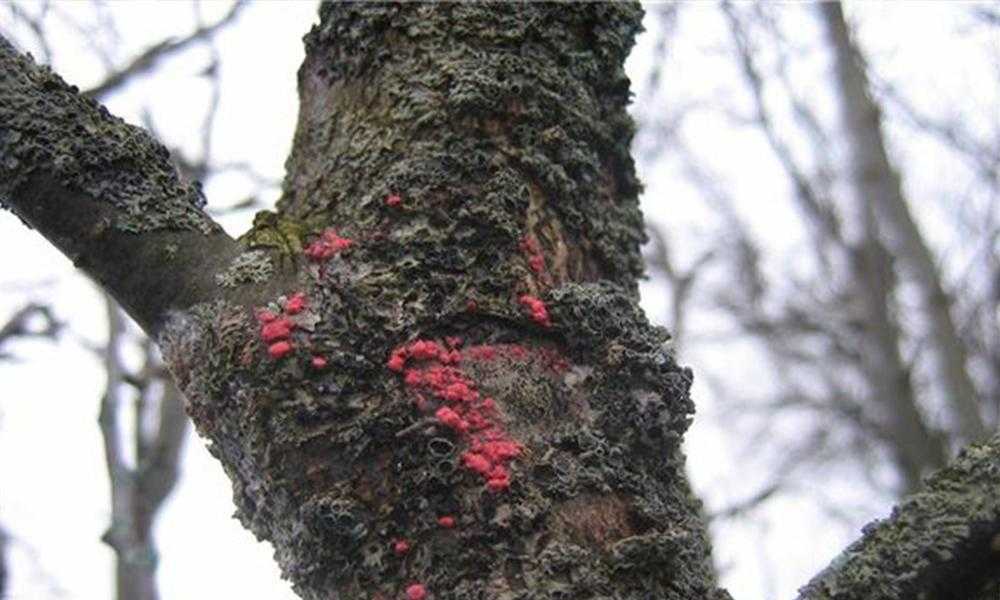 Цитоспороз яблони: лечение, фото, описание заболевания