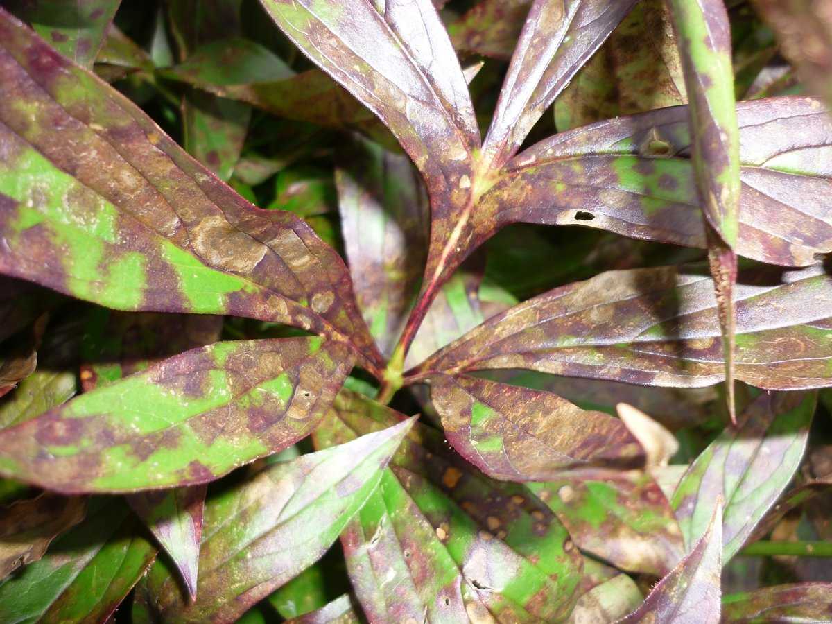 Botrytis | справочник пестициды.ru