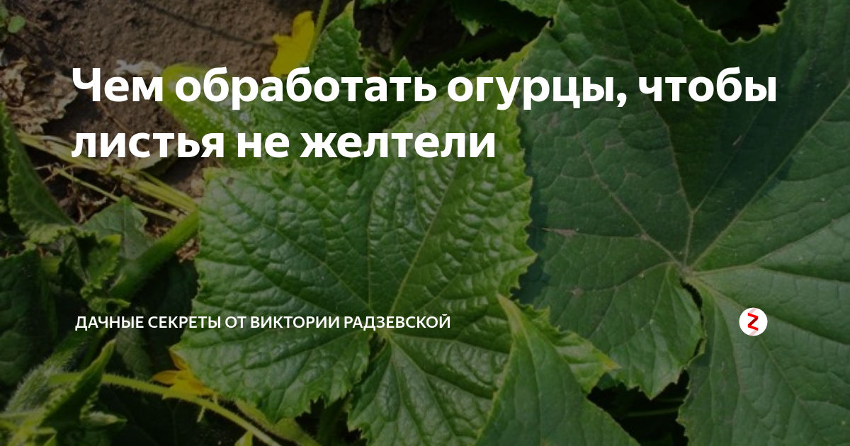 Желтые пятна на листьях огурца: чем обработать, как предотвратить