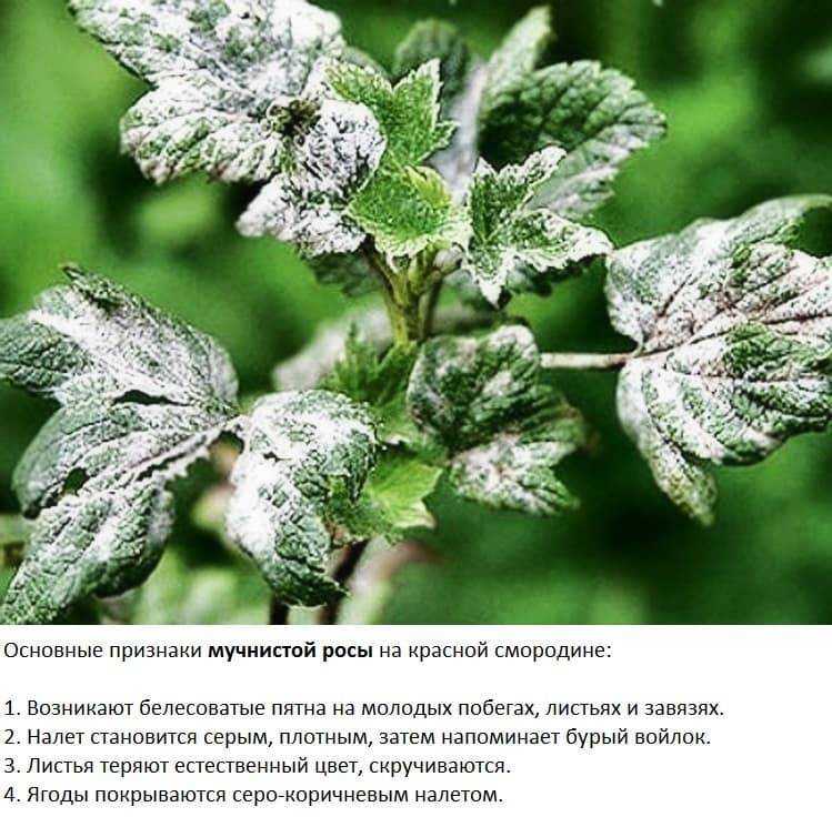 Мучнистая роса на смородине - 17 препаратов и меры борьбы, если уже появились ягоды, как избавиться и чем лечить