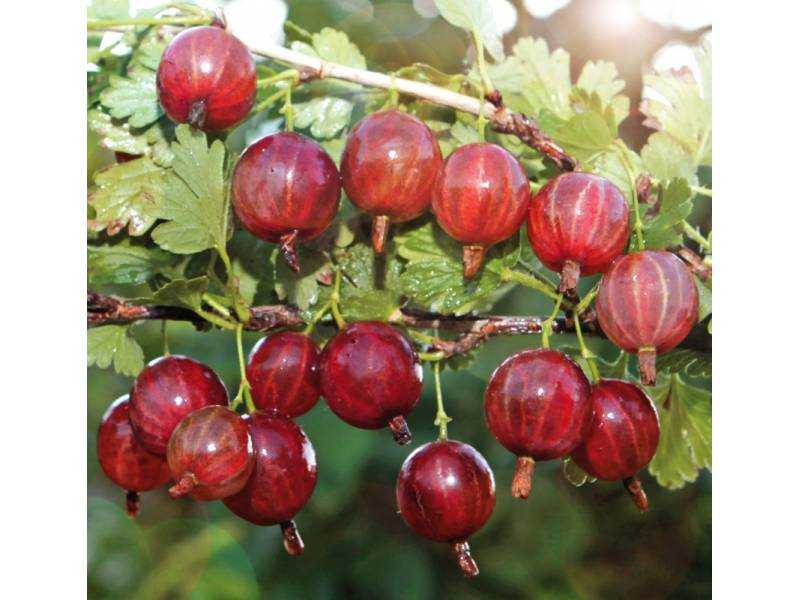 Крыжовник колобок: описание сорта, отзывы и фото