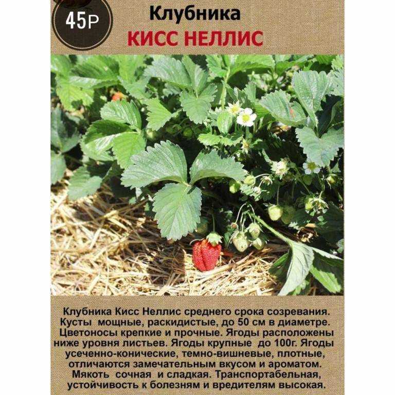 О сорте клубники Кисс Неллис: описание, агротехника выращивания, как ухаживать
