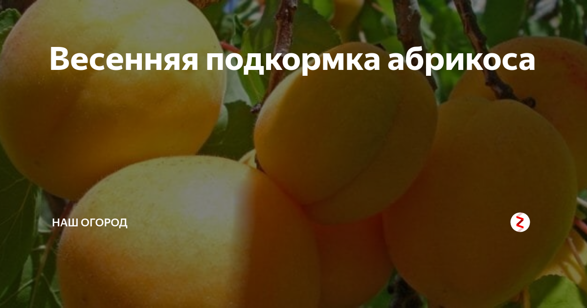 Чем подкормить абрикос чтобы не осыпалась завязь: как правильно удобрять и когда лучше подкармливать абрикосовое дерево (видео советы + 85 фото)