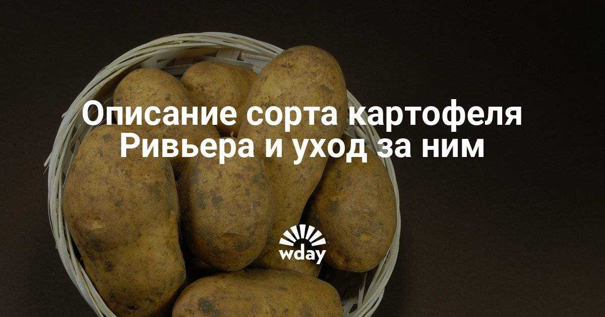 Картофель голландской селекции ривьера