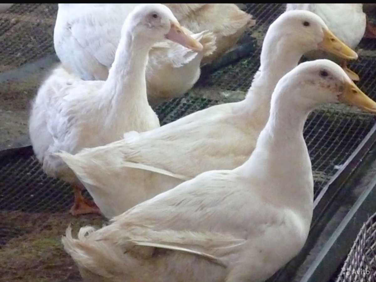 Скороспелые и продуктивные утки черри-велли