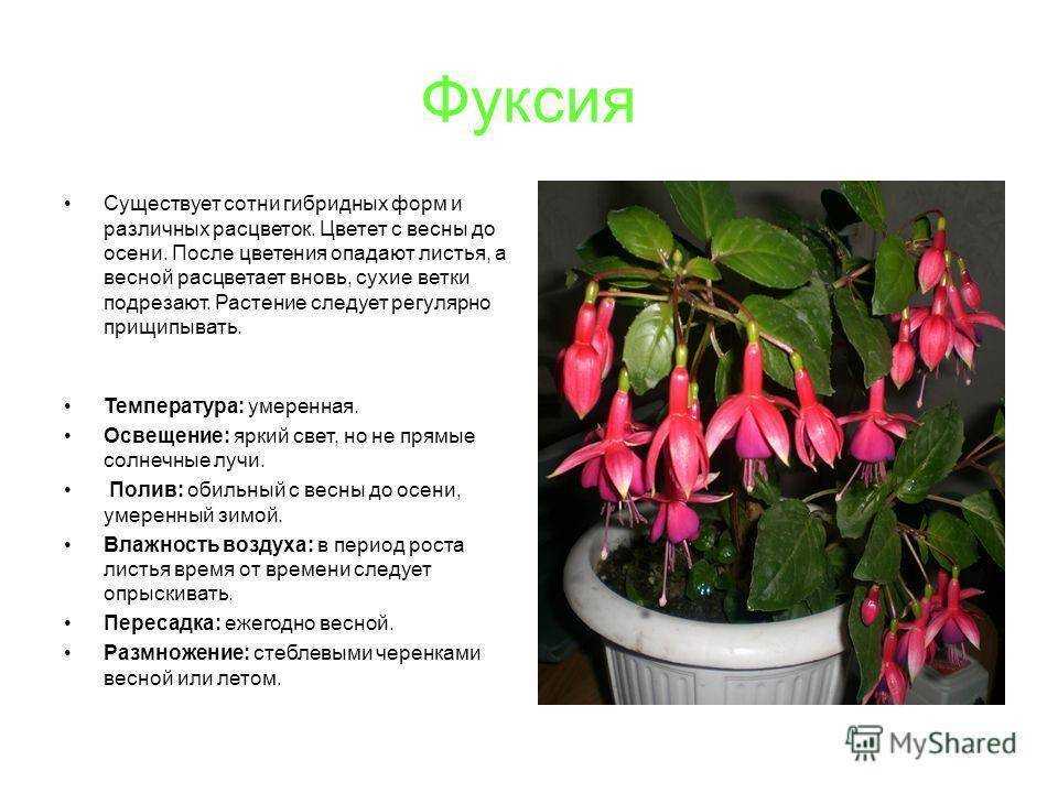 Фуксия - выращивание и уход в домашних условиях, размножение, обрезка, пересадка