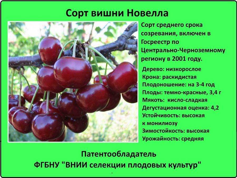 Обзор популярных сортов вишни для московской области