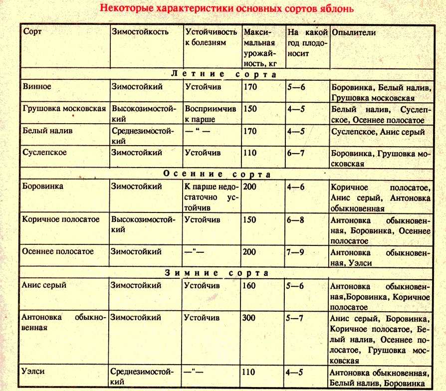 Слива конфетная: описание и характеристики сорта, выращивание, опылители